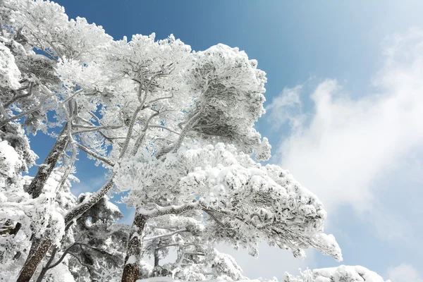 黄山山冬季的雪场景 — 图库照片
