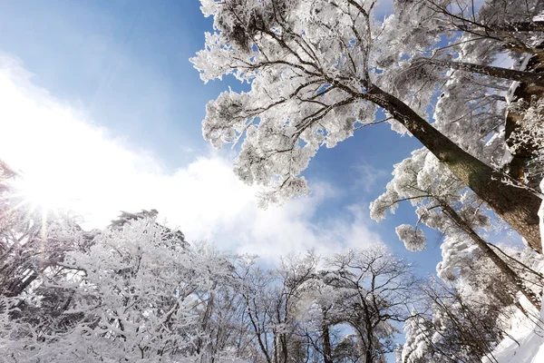 Schneeszene des Huangshan-Hügels im Winter — Stockfoto