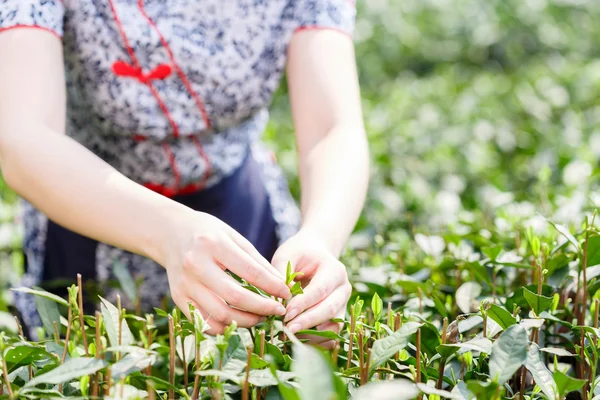 Schön asiatische Mädchen Kommissionierung Tee — Stockfoto