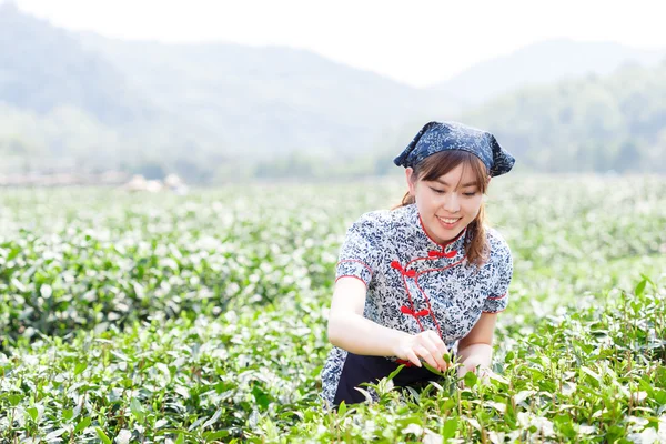 beautiful asian girl picking tea
