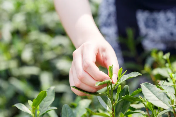 Schön asiatische Mädchen Kommissionierung Tee — Stockfoto