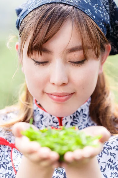 Asyalı kız plantasyonda çay toplama — Stok fotoğraf