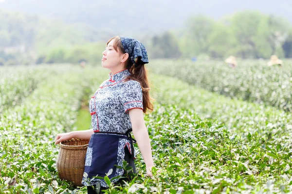 asian pretty girl in tea field