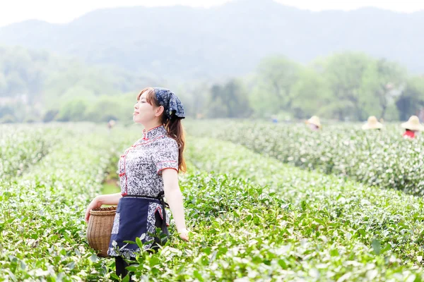 asian pretty girl in tea field