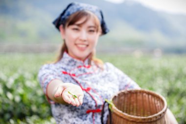 Asyalı güzel kız plantasyonda çay toplama