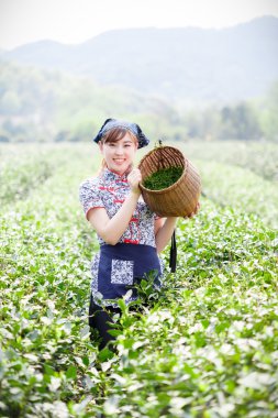 Asyalı güzel kız plantasyonda çay toplama