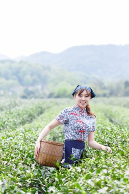 Asyalı güzel kız plantasyonda çay toplama