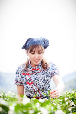 Asyalı güzel kız plantasyonda çay toplama
