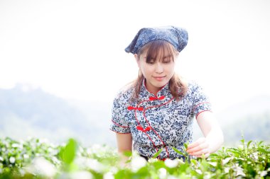Asyalı güzel kız plantasyonda çay toplama
