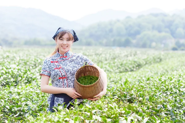 asian pretty girl picking tea on plantation