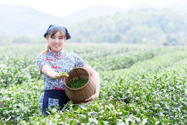 asian pretty girl picking tea on plantation