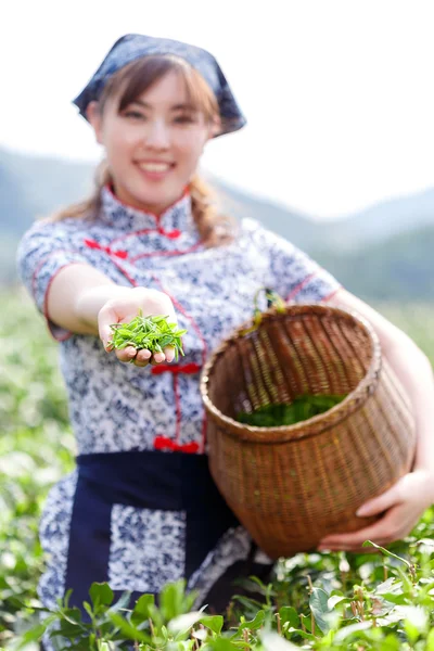 Aziatische mooi meisje thee plukken op plantage — Stockfoto