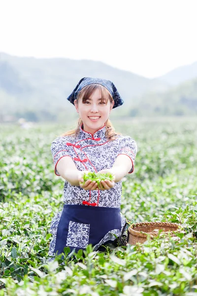 Asyalı güzel kız plantasyonda çay toplama — Stok fotoğraf