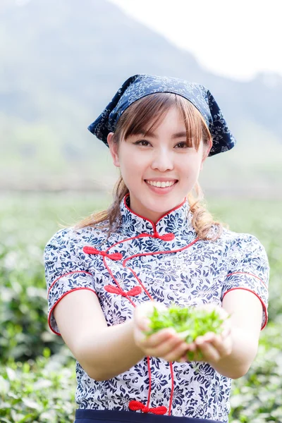 Asiatisch hübsch mädchen pflückt tee auf plantage — Stockfoto