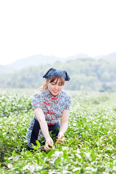 Asyalı güzel kız plantasyonda çay toplama — Stok fotoğraf