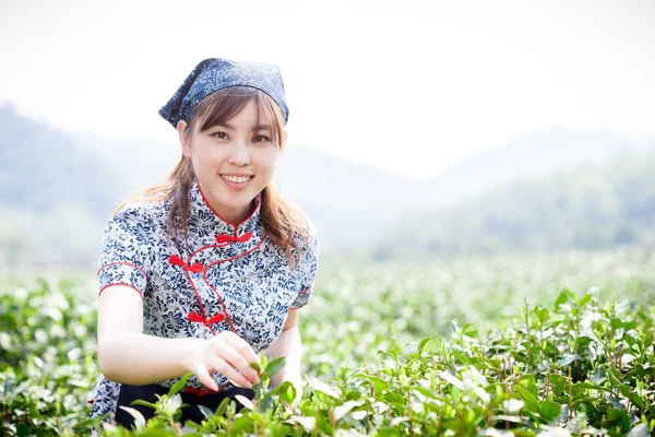 Aziatische mooi meisje thee plukken op plantage — Stockfoto