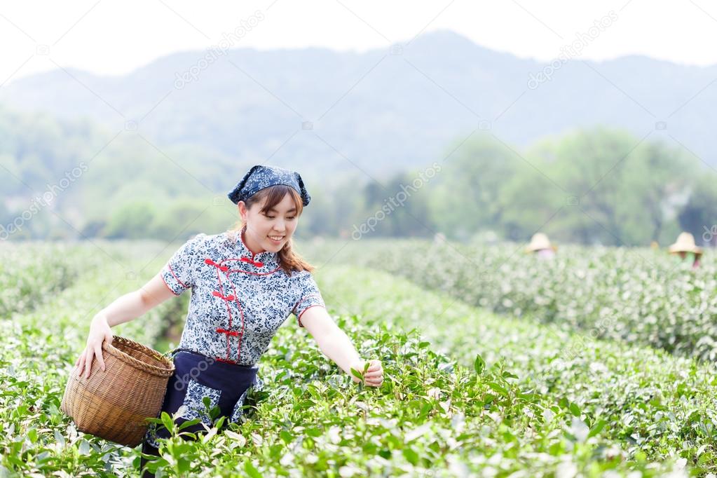 asian pretty girl picking tea on plantation