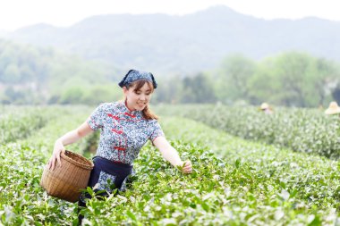 Asyalı güzel kız plantasyonda çay toplama