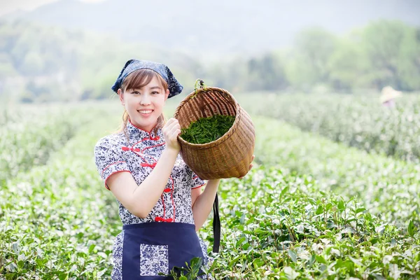 Aziatische mooi meisje thee plukken op plantage — Stockfoto