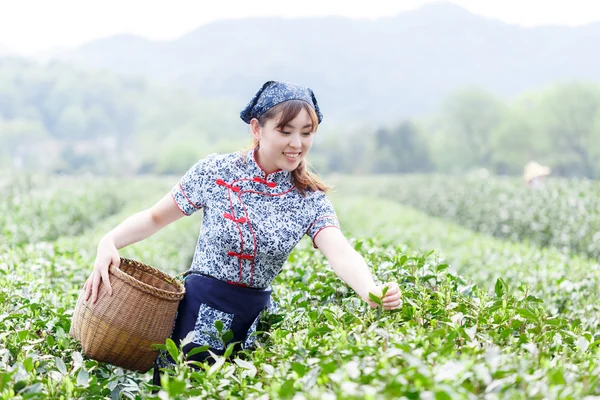 asian pretty girl picking tea on plantation