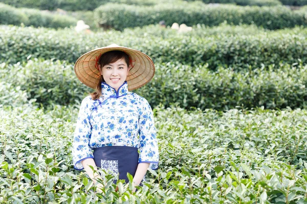 asian pretty girl picking tea on plantation