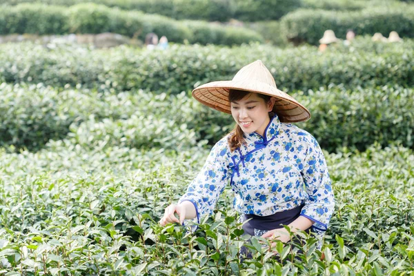 asian pretty girl picking tea on plantation