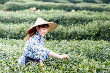 Asyalı güzel kız plantasyonda çay toplama