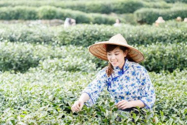 Asyalı güzel kız plantasyonda çay toplama