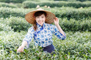 Asyalı güzel kız plantasyonda çay toplama