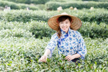 Asyalı güzel kız plantasyonda çay toplama