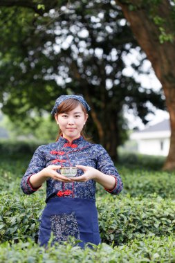 Asyalı güzel kız plantasyonda çay toplama