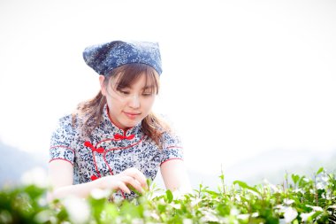 Asyalı güzel kız plantasyonda çay toplama