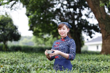 Asyalı güzel kız plantasyonda çay toplama