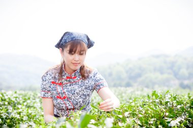 Asyalı güzel kız plantasyonda çay toplama