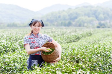 Asyalı güzel kız plantasyonda çay toplama