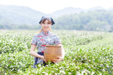 Asyalı güzel kız plantasyonda çay toplama