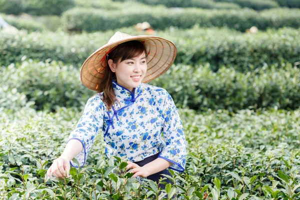 asian pretty girl picking tea on plantation