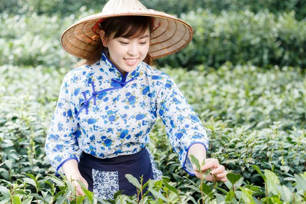 asian pretty girl picking tea on plantation