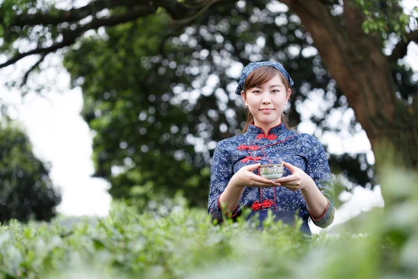 Asiatisch hübsch mädchen pflückt tee auf plantage — Stockfoto