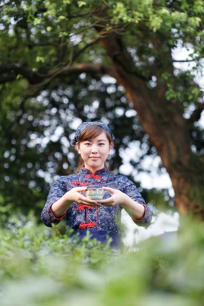 Asiatisch hübsch mädchen pflückt tee auf plantage — Stockfoto