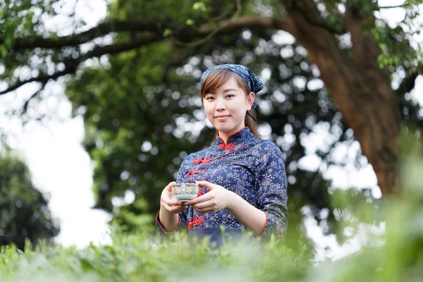 亚洲种植园采茶的漂亮女孩 — 图库照片