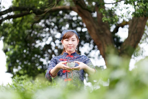 Asiatico bella ragazza raccolta tè su piantagione — Foto Stock