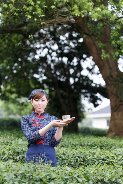 Asian pretty girl picking tea on plantation — Stock Photo, Image