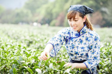 Asyalı güzel kız plantasyonda çay toplama
