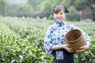 Asyalı güzel kız plantasyonda çay toplama