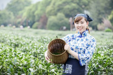 Asyalı güzel kız plantasyonda çay toplama
