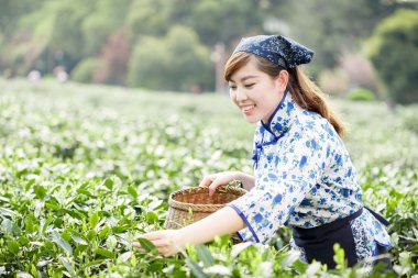 Asyalı güzel kız plantasyonda çay toplama