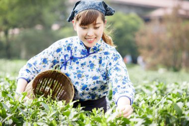 Asyalı güzel kız plantasyonda çay toplama