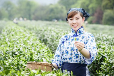 Asyalı güzel kız plantasyonda çay toplama
