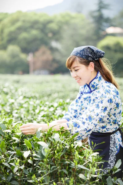 Asyalı güzel kız plantasyonda çay toplama — Stok fotoğraf